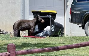 Bear opens the trash can.