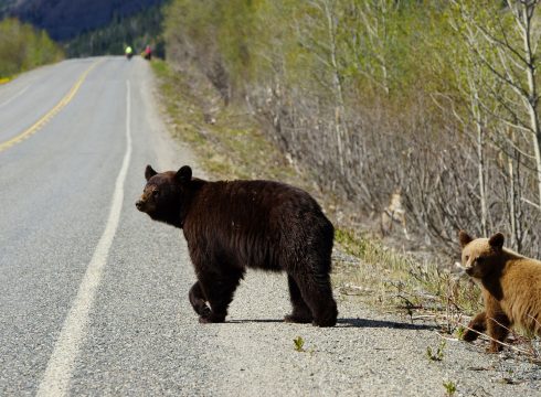 black bear and cub crossing highway