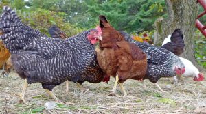 roaming chickens
