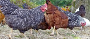 roaming chickens