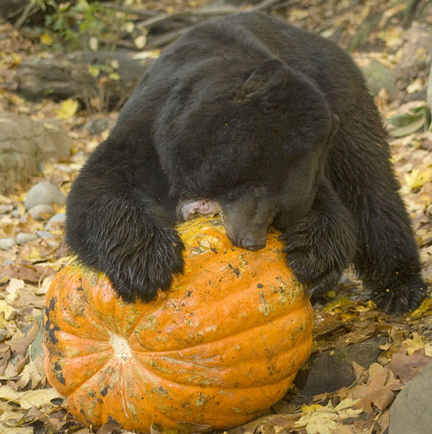 bear eating pumpkin